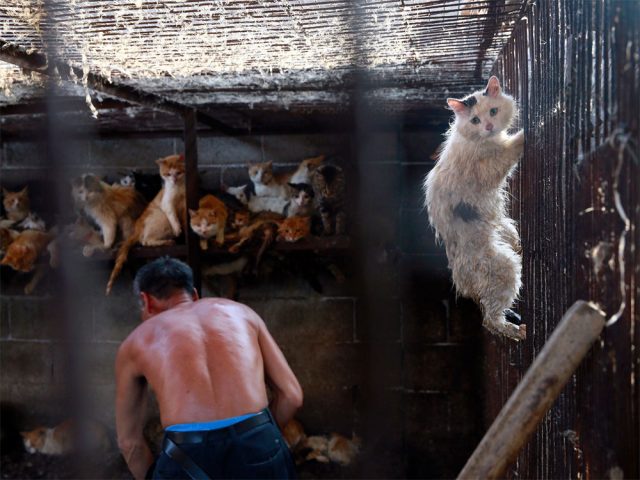 кошки