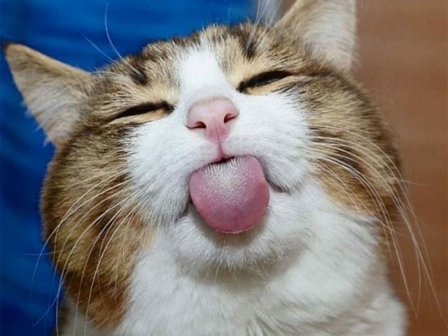 кот