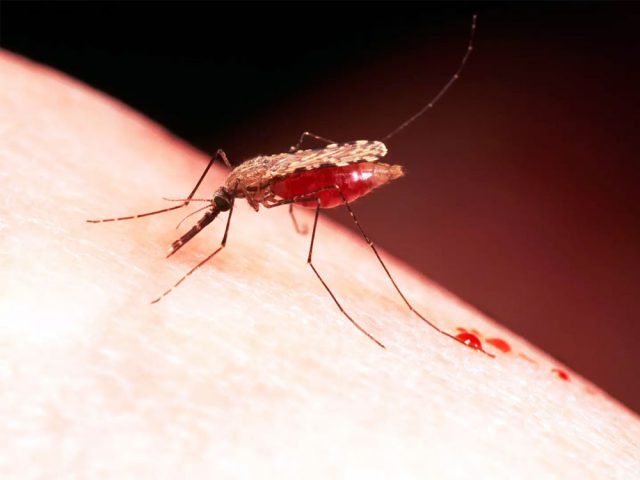 Mosquito