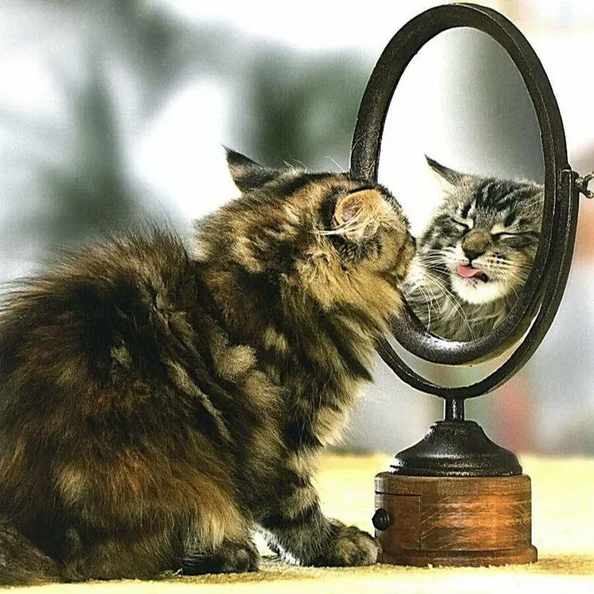Животные и зеркало